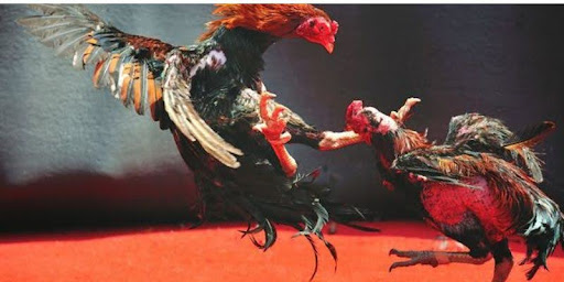 Những hình thức đá gà chỉ có tại NOHU